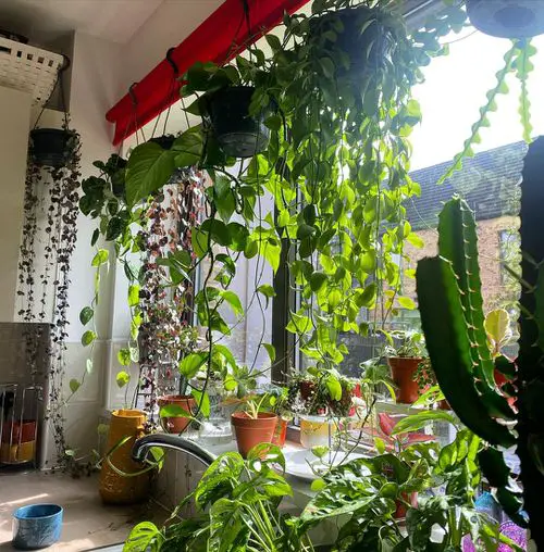How to Grow a Living Plant Curtain 2