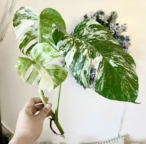 Tricks to Get More Variegation on Plants 5