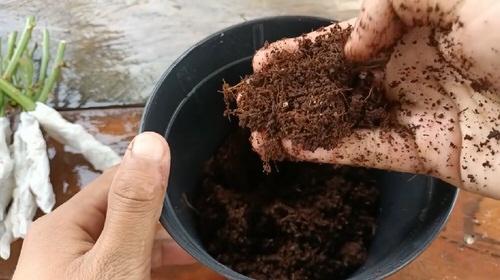 Grow Roses from Cuttings with this Toilet Paper Hack 6
