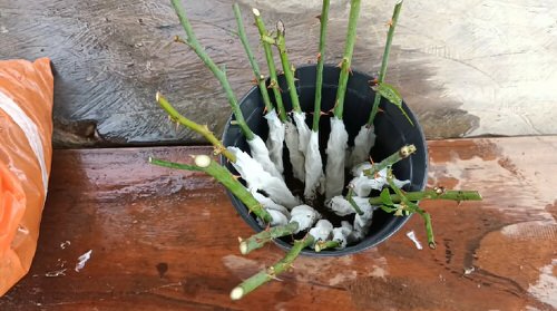 Grow Roses from Cuttings with this Toilet Paper Hack 7