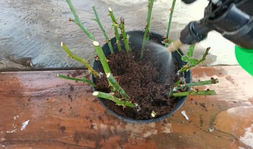 Grow Roses from Cuttings with this Toilet Paper Hack 8