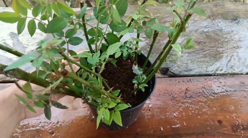 Grow Roses from Cuttings with this Toilet Paper Hack 9