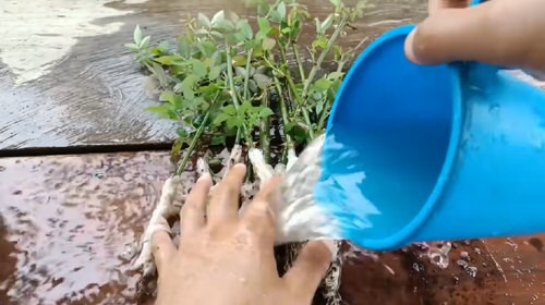Grow Roses from Cuttings with this Toilet Paper Hack 11
