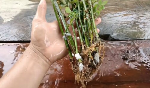 Grow Roses from Cuttings with this Toilet Paper Hack 12