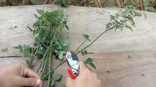 Grow Roses from Cuttings with this Toilet Paper Hack 1