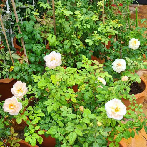 Grow Roses from Cuttings with this Toilet Paper Hack 13