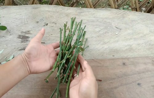 Grow Roses from Cuttings with this Toilet Paper Hack 2