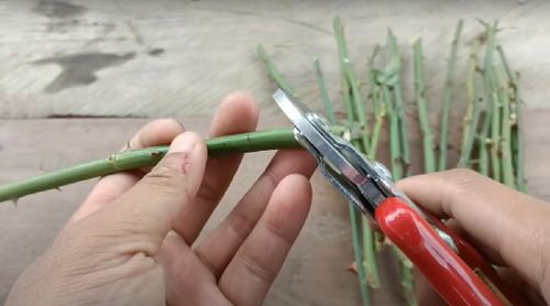 Grow Roses from Cuttings with this Toilet Paper Hack 3