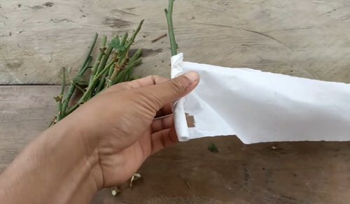Grow Roses from Cuttings with this Toilet Paper Hack 4