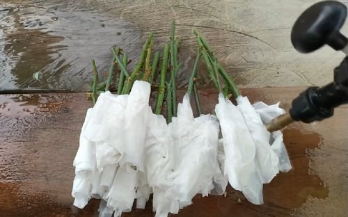 Grow Roses from Cuttings with this Toilet Paper Hack 5