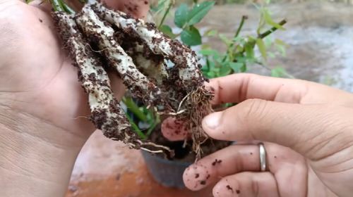 Grow Roses from Cuttings with this Toilet Paper Hack 10