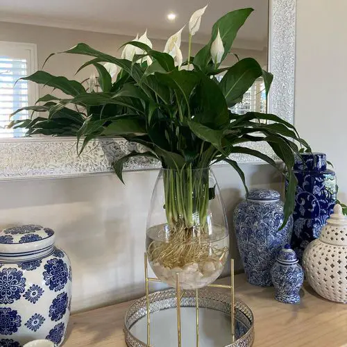 How to Propagate Peace Lily 2