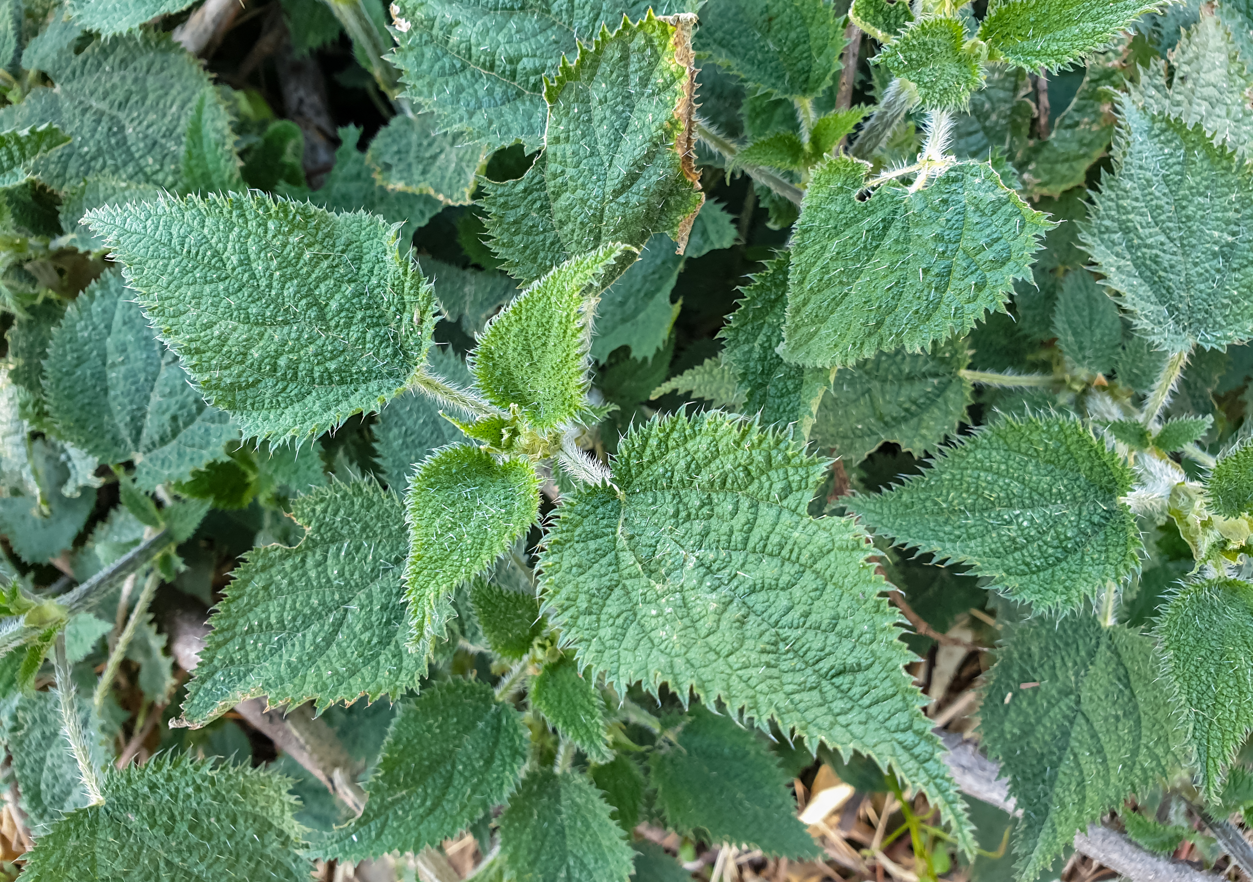 Most Poisonous Plants That May Even Kill People