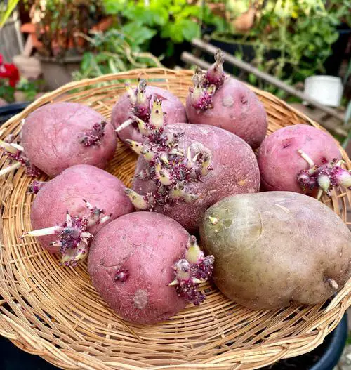 Caltrate Uses in the Garden 7