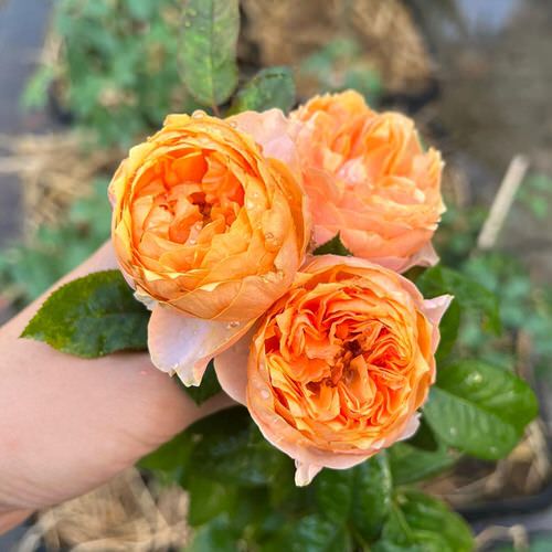 Caltrate Uses in the Garden 11