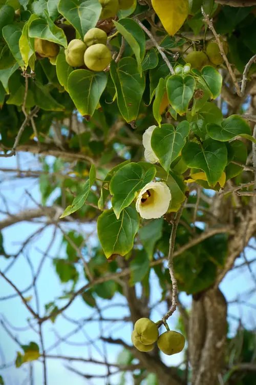 top Most Deadly Plants That Can Kill Even Humans