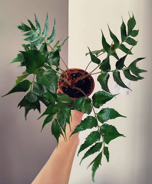 Ferns with Most Beautiful Fronds 8