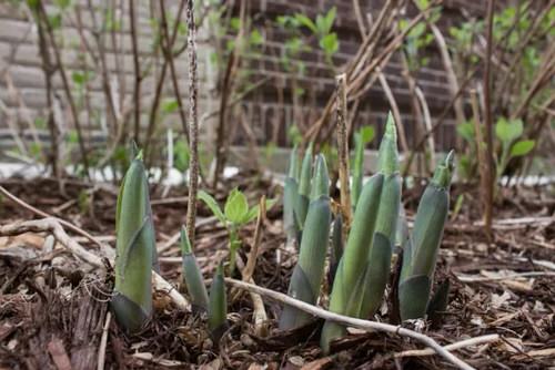 Are Hosta Shoots Edible 2