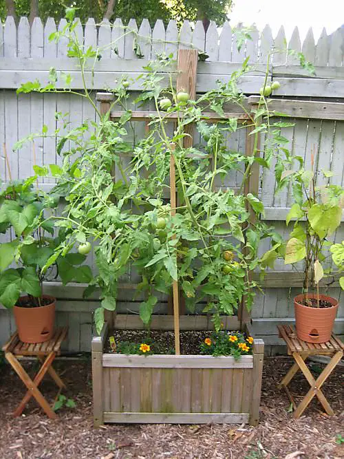 How to Grow a Tomato as a Tree 3