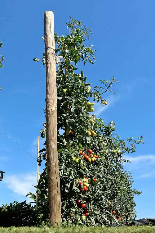 Picking the Right Right Tomato Variety to Grow as a Tree