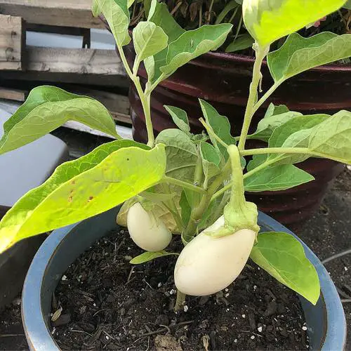 How to Grow White Eggplant in Pot