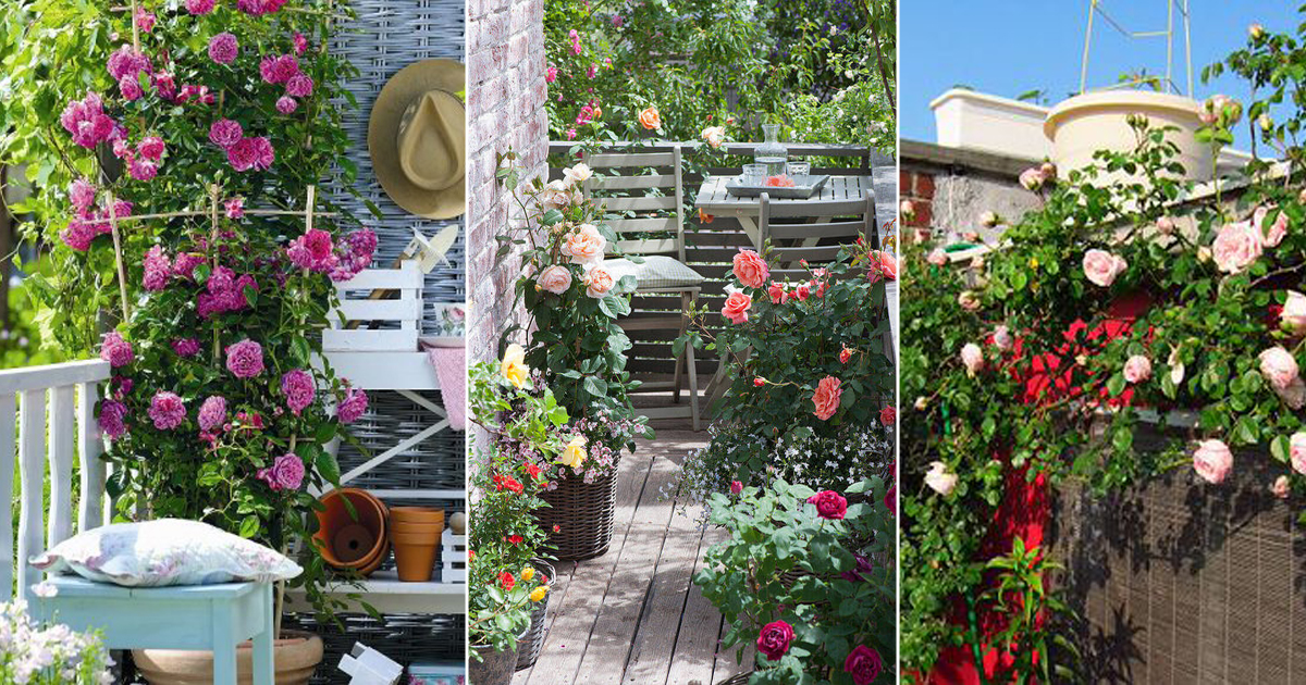 Small Rose Garden | Growing Roses in Containers (Balcony, Patio, and ...