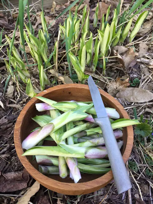 How to Grow Hostas for Eating 2