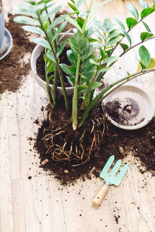 ZZ Plant Problems and Solutions 8