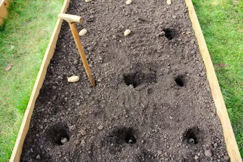 Best Potato Harvesting tip 1