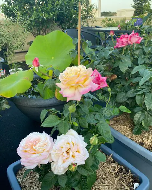 How to Prune Roses Like Master Gardeners 8