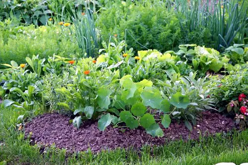  Hacks to Improve Your Garden Soil for Free