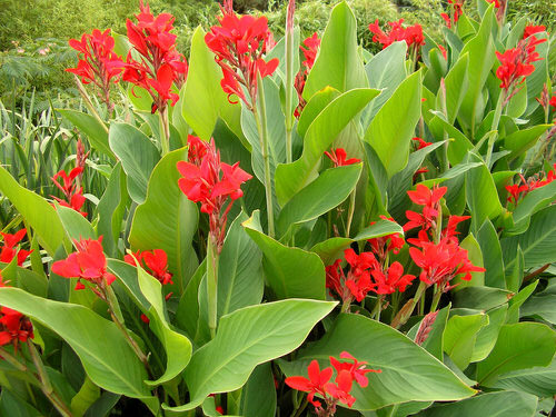 Best Types of Canna Lily Varieties  29