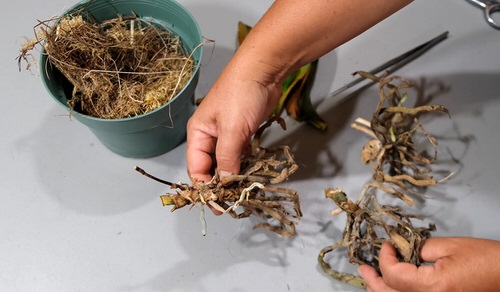 Discover the Secret to Reviving Orchids 1