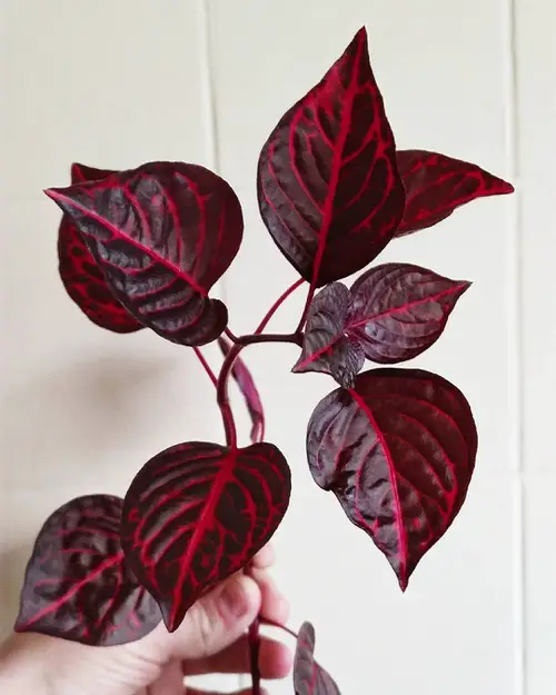 Types of Indoor Plants 9