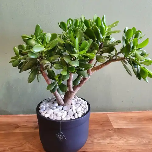 Top Plants that Require Minimal Light for a Basement3