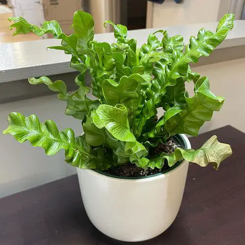 Bird Nest Fern-Plants that Grow Without Sunlight