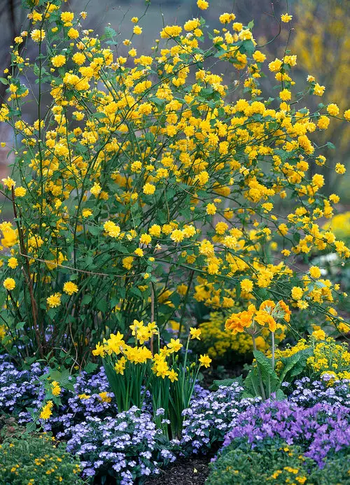 Best Shade Loving Shrubs for Low Light 33