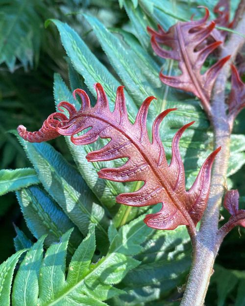 Ferns with Most Beautiful Fronds 3