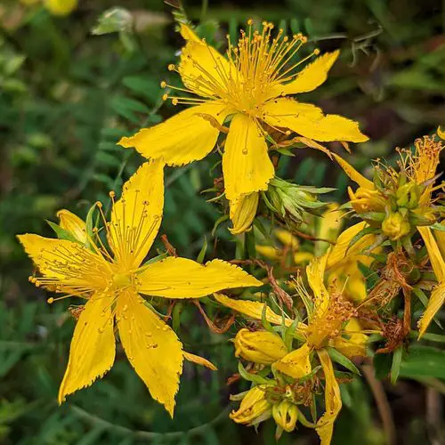 Best Smokable Plants and They are Not Weed 11