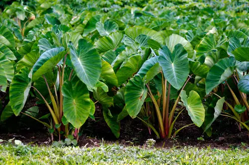 Plants to Grow in Your Tropical Edible Garden