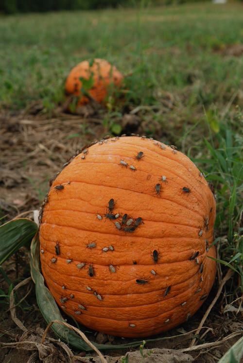 How to Get Rid of Stink Bugs from Home and Garden 8