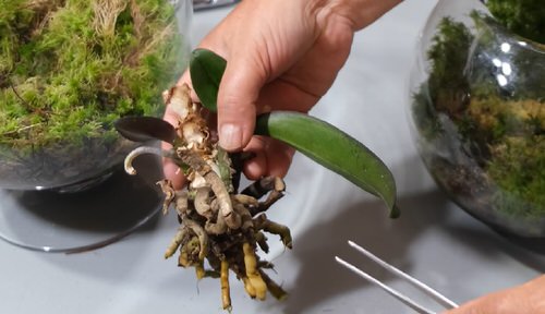 Discover the Secret to Reviving Orchids 5