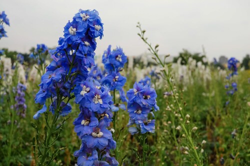 Most Poisonous Plants