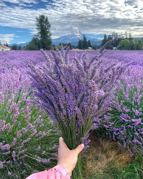 Best Smokable Plants & They are Not Weed 20