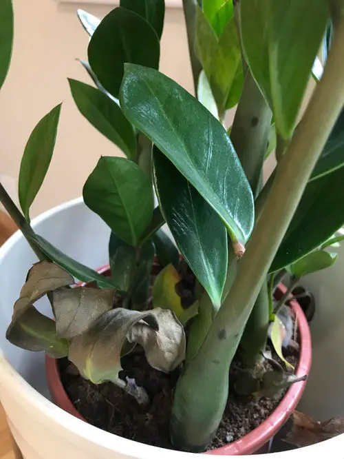 Common ZZ Plant Problems 18