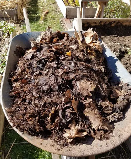 Leaf Mold