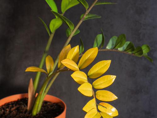 ZZ Plant Problems and Solutions 2
