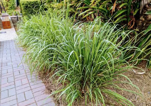 beautiful Plants for Your Tropical Edible Garden
