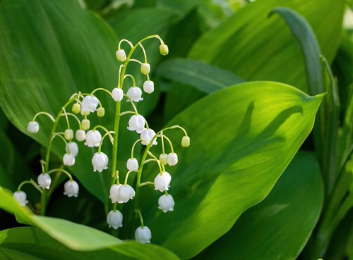 Most Deadly Plants