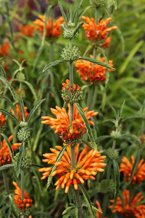 Best Smokable Plants & They are Not Weed 12